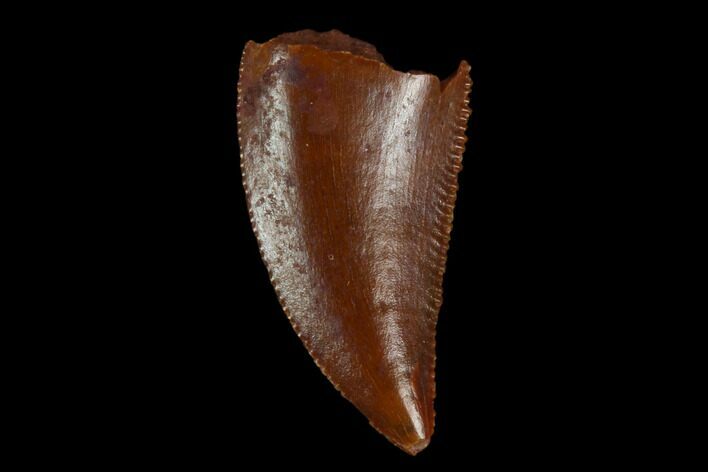 Serrated, Raptor Tooth - Real Dinosaur Tooth #115913
